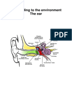 Grade 12 Life Science The Ear PDF