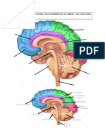 Guía práctica individual para el estudio de los lobulos cerebrales