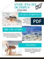 Atlantic Pygmy Octopus: Characteristics