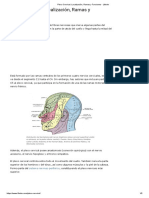 Guía completa del plexo cervical: localización, ramas y funciones