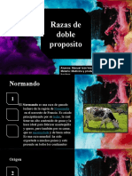 3 Razas de Doble Proposito (Simmental)