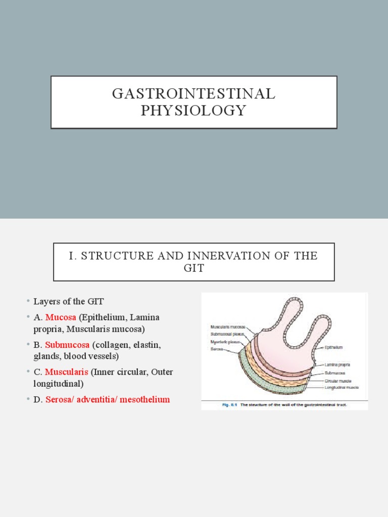 GIT Structure and Innervation Overview | PDF | Stomach ...
