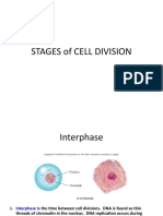 STAGES of CELL DIVISION