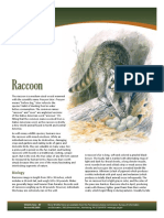 Raccoon PDF