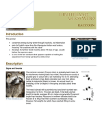 Raccoon en PDF