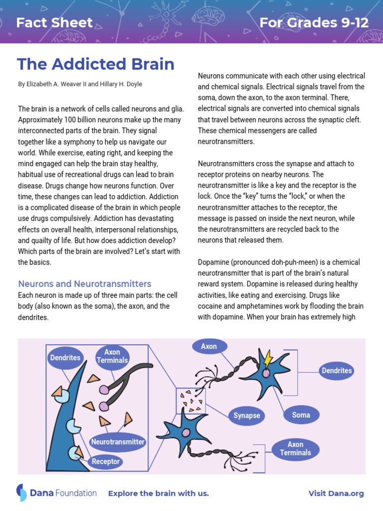 The Addicted Brain: For Grades 9-12 Fact Sheet | Download Free PDF ...