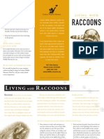Raccoons: Living With