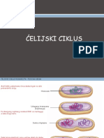 Ćelijski Ciklus