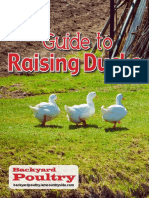 Guide To: Raising Ducks