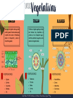 Infografía Estructuras Vegetativas