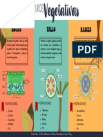 Infografía estructuras vegetativas