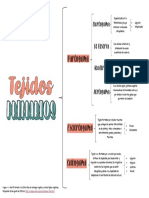 Cuadro Sinóptico Tejidos Primarios