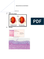 Organos de Los Sentidos Histo