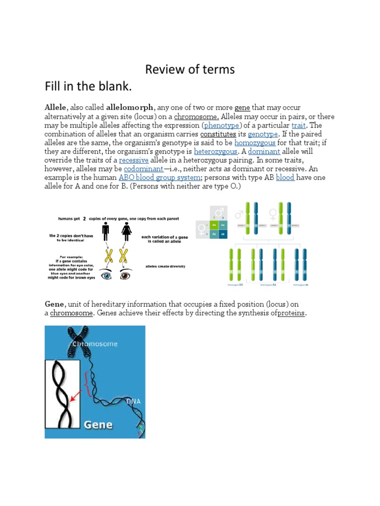 Understanding Alleles and Genetics | PDF | Allele | Dominance (Genetics)