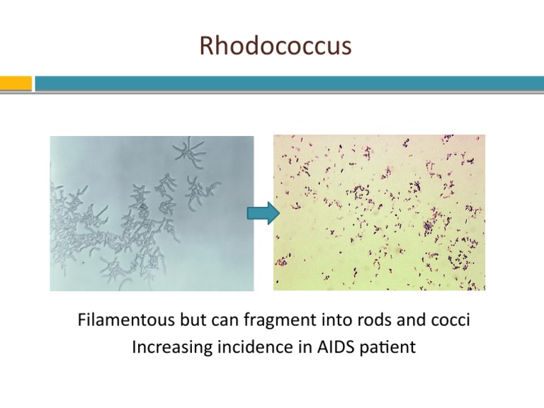 Rhodococcus: Filamentous But Can Fragment Into Rods and Cocci ...