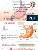 ANATOMÍA Y FISIOLOGÍA DE ESTÓMAGO (Sintesis)