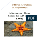 Hewan Avertebrata: Echinodermata, Mollusca, Annelida