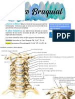 Plexo Braquial 