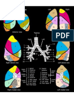 Lung Segmental Anatomy