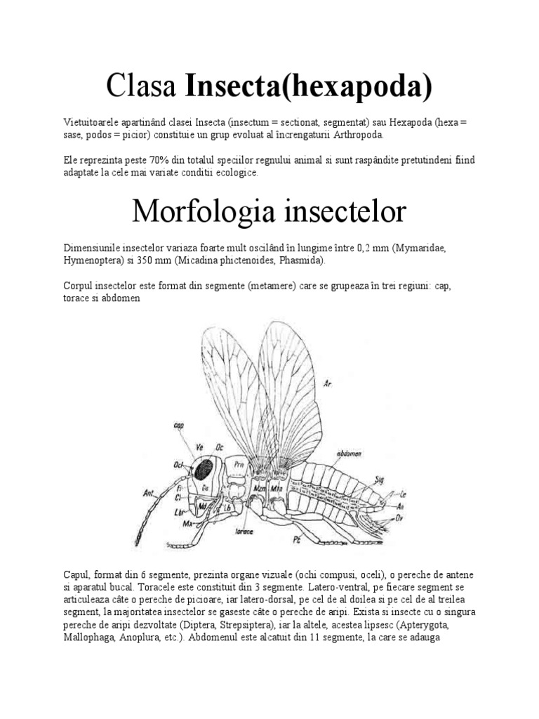 Clasa Insecta | PDF