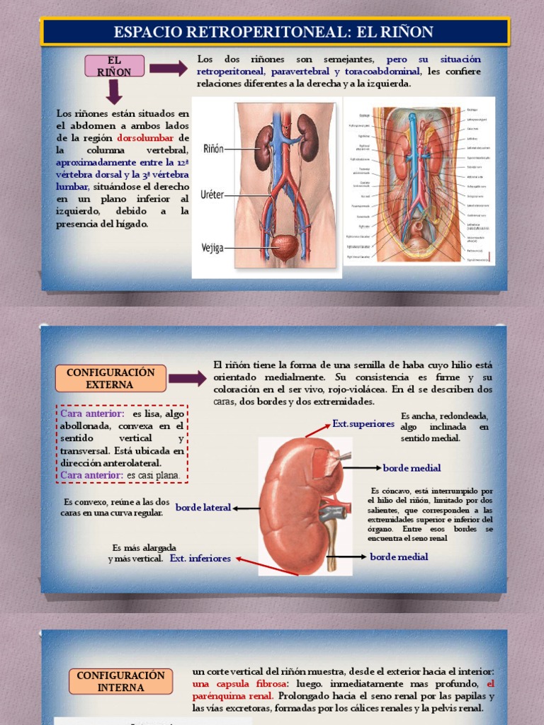 Anatomía y Función del Riñón Humano | PDF | Riñón | Abdomen