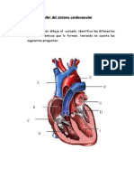 Taller Del Sistema Cardiovascular