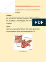 Páncreas: anatomía y funciones clave