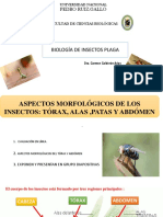 Practica N°7 sesión tórax y abdomen de insectos 