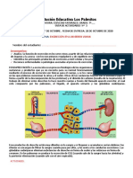Guía de estudio EXCRECIÓN 7° 2020.pdf