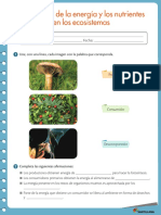 Actividad Circulación de La Energía y Los Nutrientes en Los Ecosistemas 5º