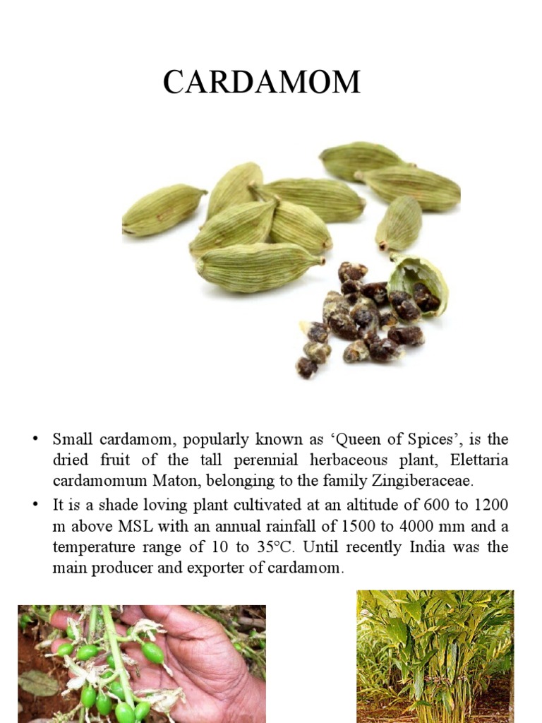Cardamom: Cultivation and Oil Processing | PDF | Distillation ...