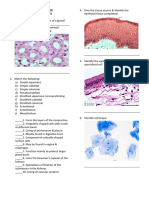 Histolab Reviewer Epithelial Tissues