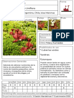 Drosera Uniflora.pdf