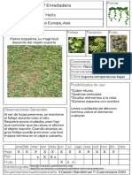 Hedera Helix PDF