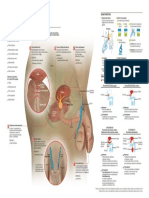 prostatitis-copyright.pdf