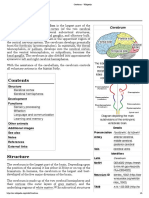 Cerebrum