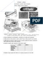 ACTIVIDAD La Celula