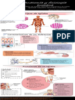 Infografia Anatomia
