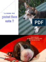 Cum Ai Putut Face Asta - Pps