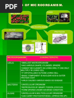 Download MICROORGANISM by ridwan SN4801790 doc pdf