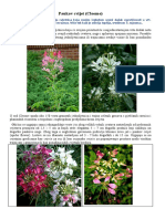 Cleome - Paukov Cvijet