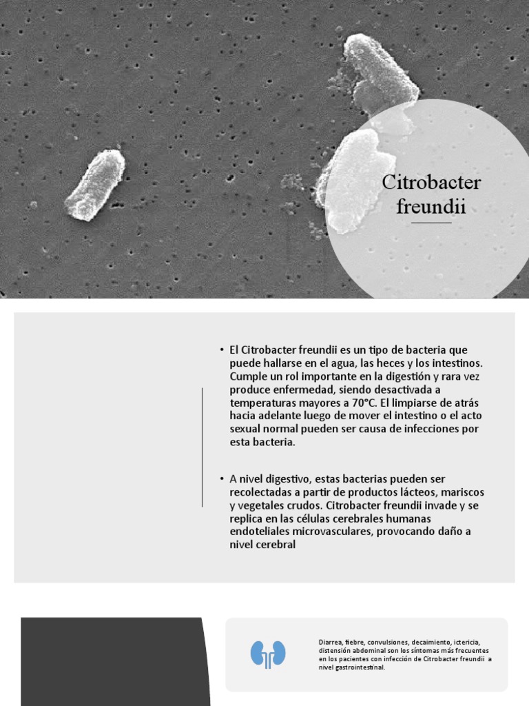Citrobacter Freundii | PDF | Heces | Diarrea