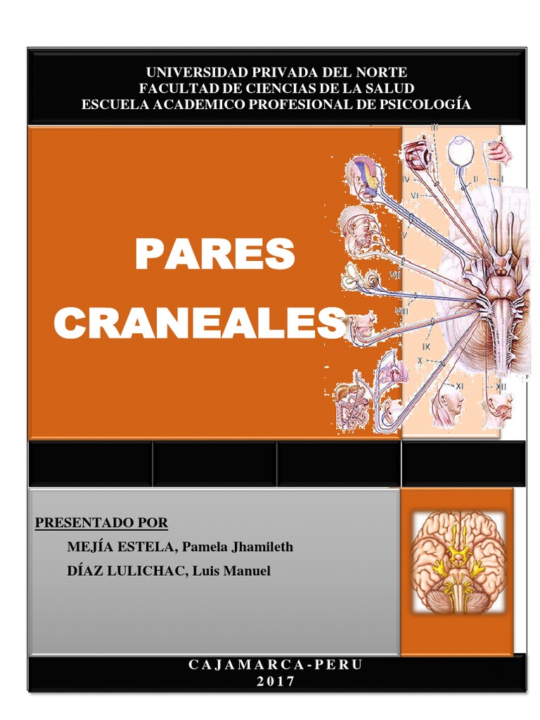 Pares Craneales PDF | PDF | Anatomía humana | Cabeza y cuello humanos