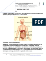 Sistema Digestivo 4° Grado