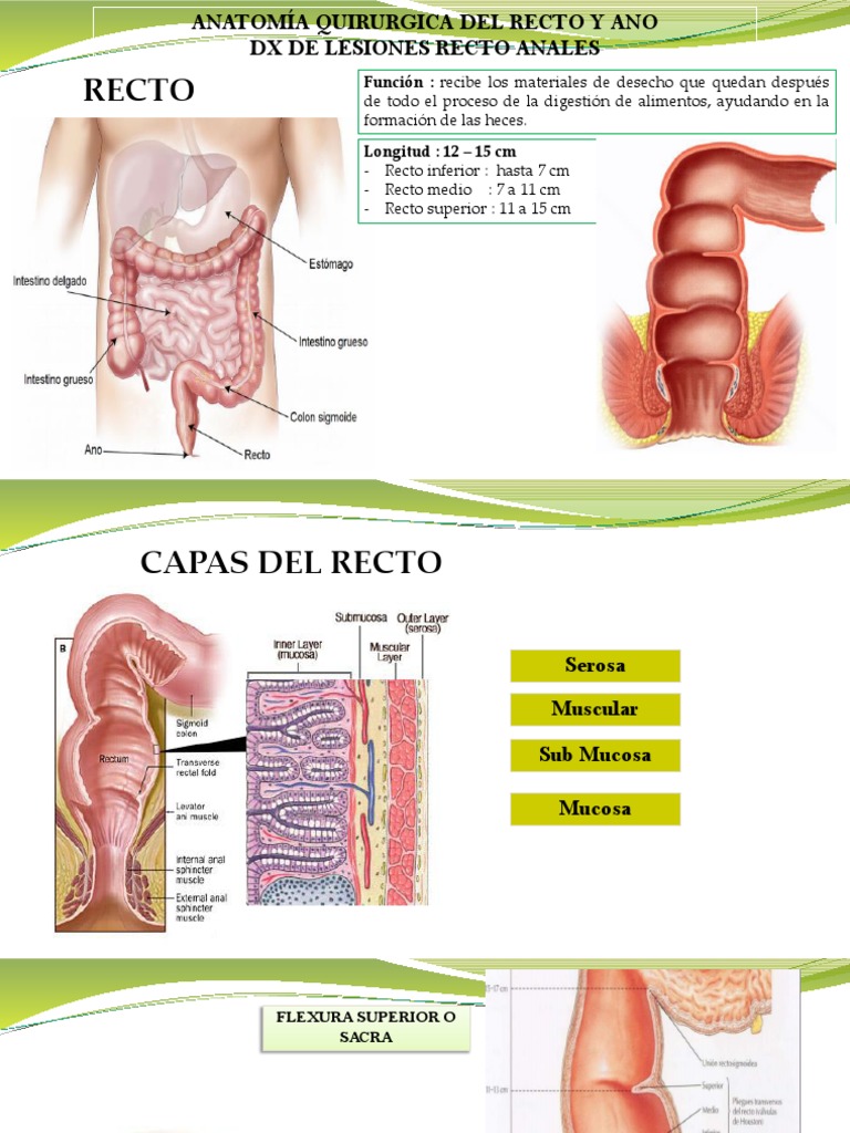 Recto-Ano-Fisura-Prolapso-Absceso - Fistula-Hemorroide-Traumatismo ...