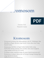 Wajizatul Amnia - Kromosom