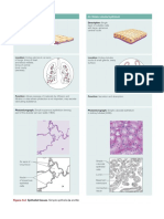 Tissue Types.pdf