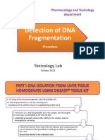Detection of DNA Fragmentation: Toxicology Lab