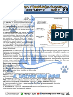 Anatomia Boletin 9