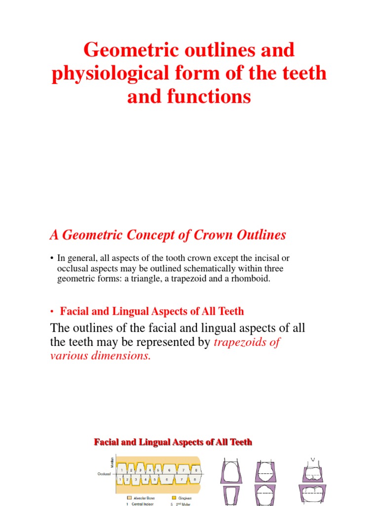 Geometric Forms and Functions of Teeth | PDF | Tooth | Dentistry